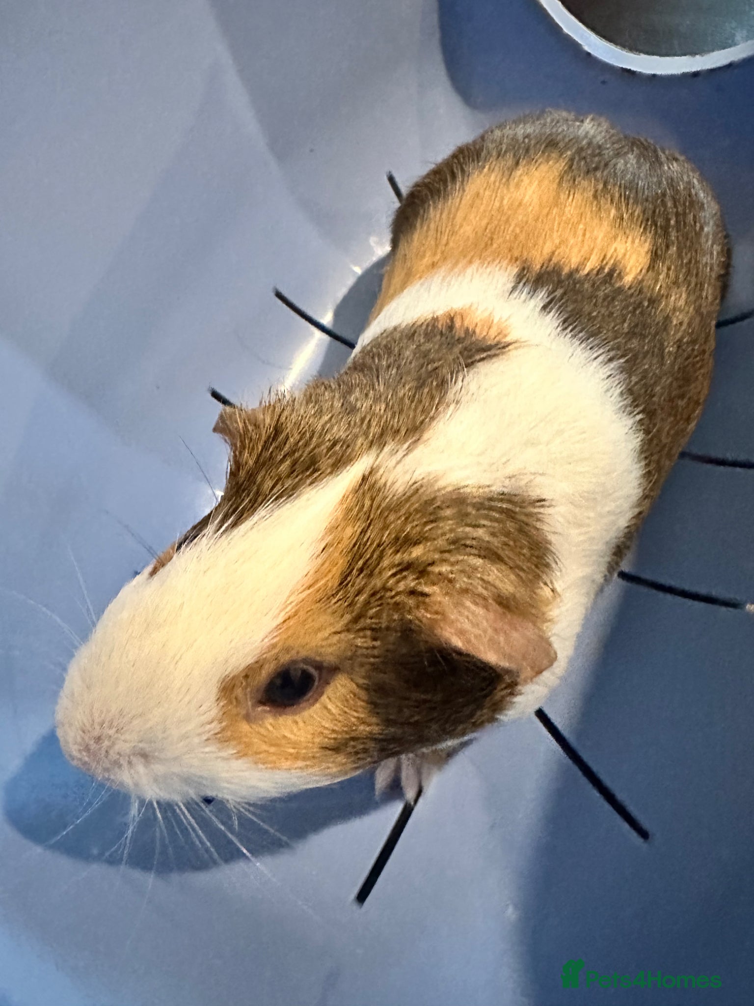 Guinea Pig rodents Bonded Pair of Male Guinea Pigs - Colchester - Advert 2