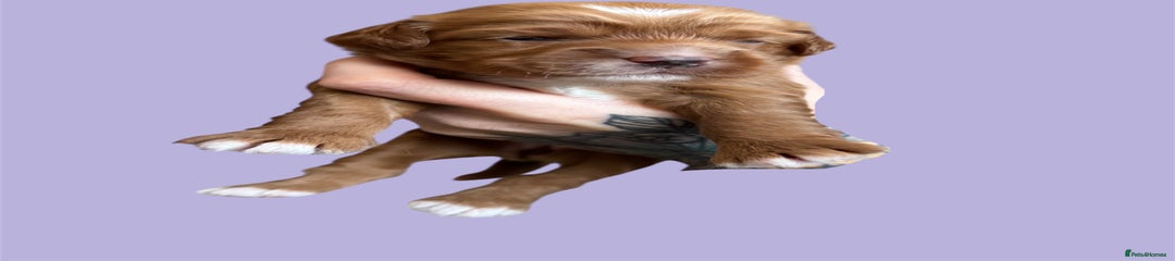 Purple collar 