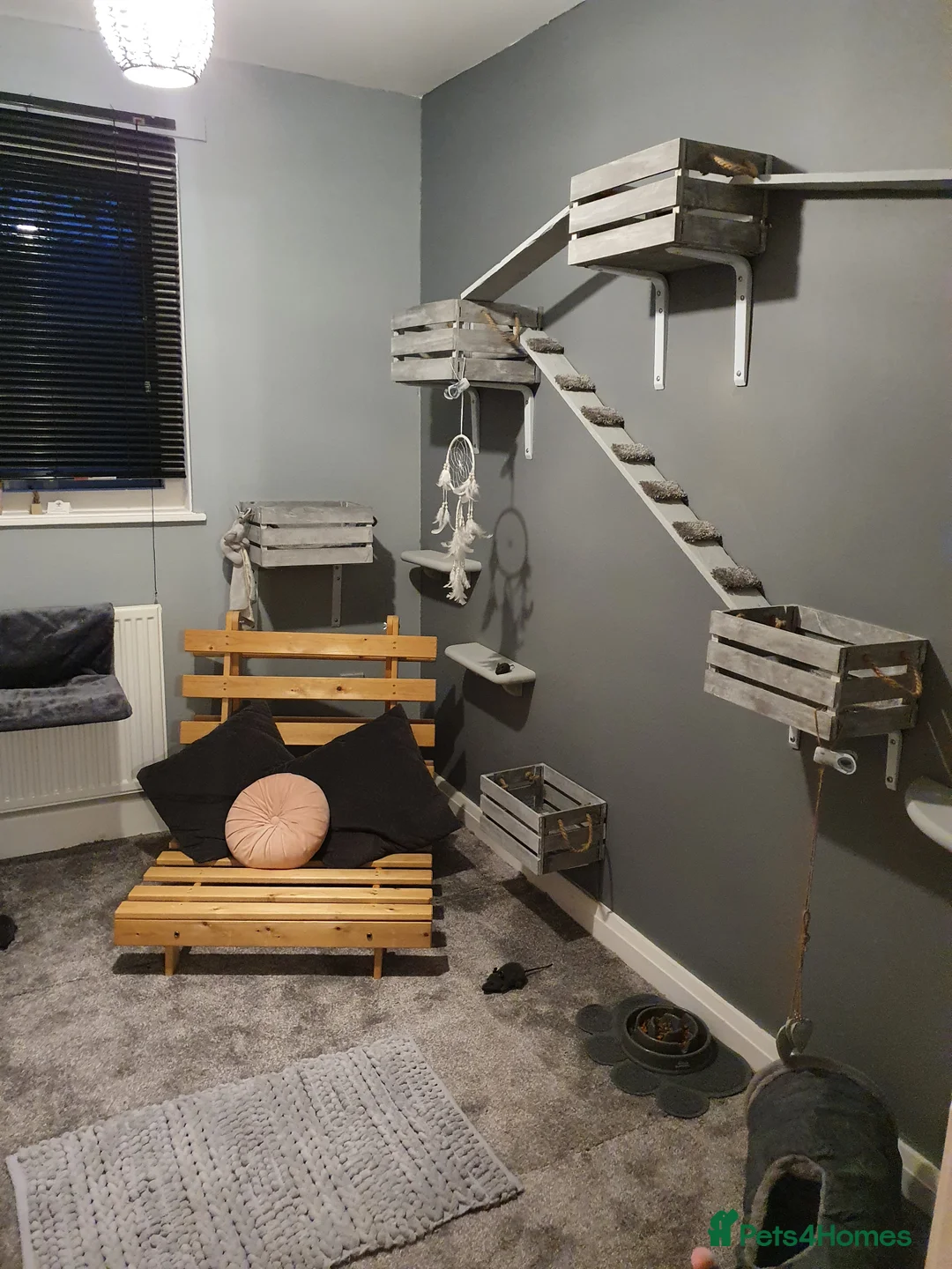 Ragdoll cats for stud: *Stud*gccf/tica entire active bluepoint ragdoll in Oldham - Advert 7