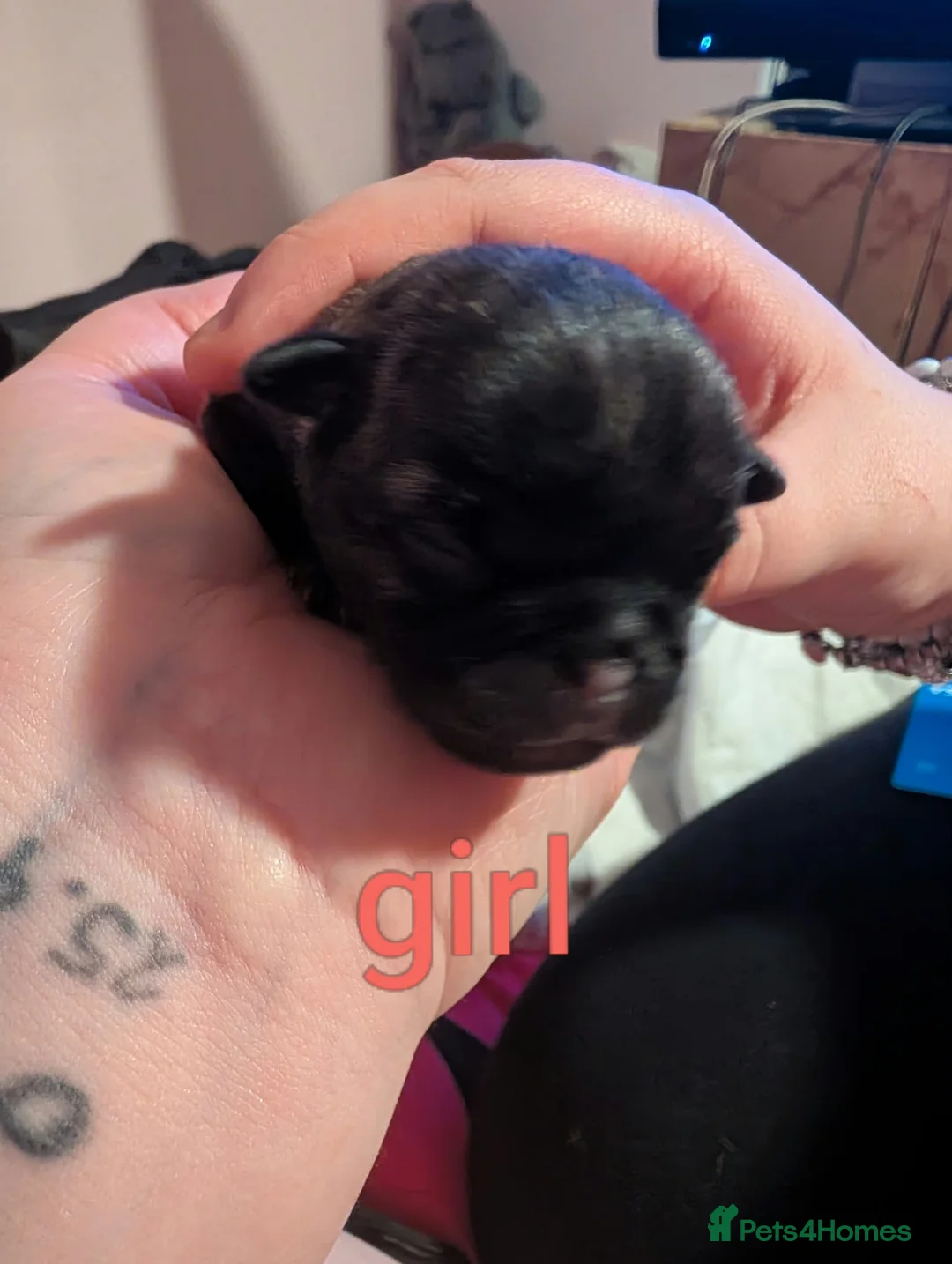 Mixed Breed dogs for sale: 5 pug mixed shihtzu ready to gofirstweekofDecember - Advert 2