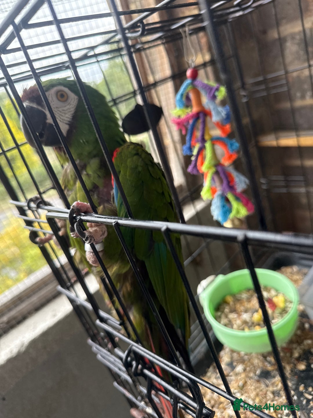 Macaws birds for sale: Chestnut fronted macaw - Image 1