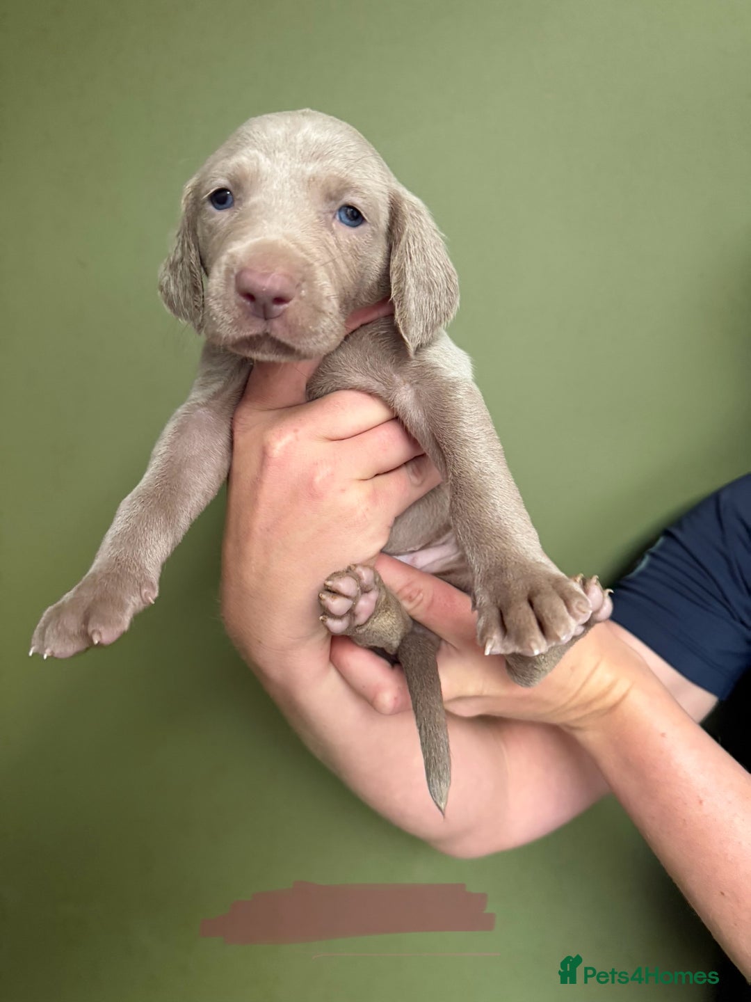 Weimaraner dogs for sale: KC Registered Weimaraner Puppies  - Advert 10