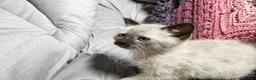 Mixed Breed cats for sale: Wonderful blue-eyed little ones. - Advert 12