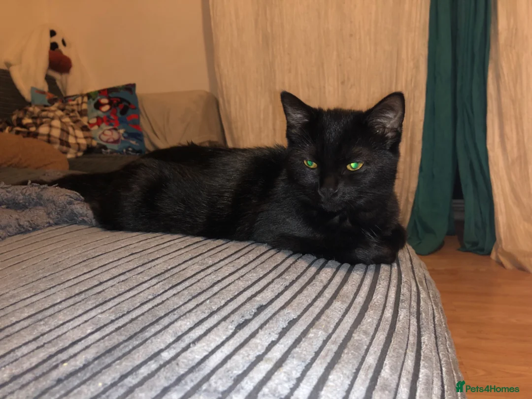 Mixed Breed cats for sale: Female cat looking for a forever home  - Advert 1