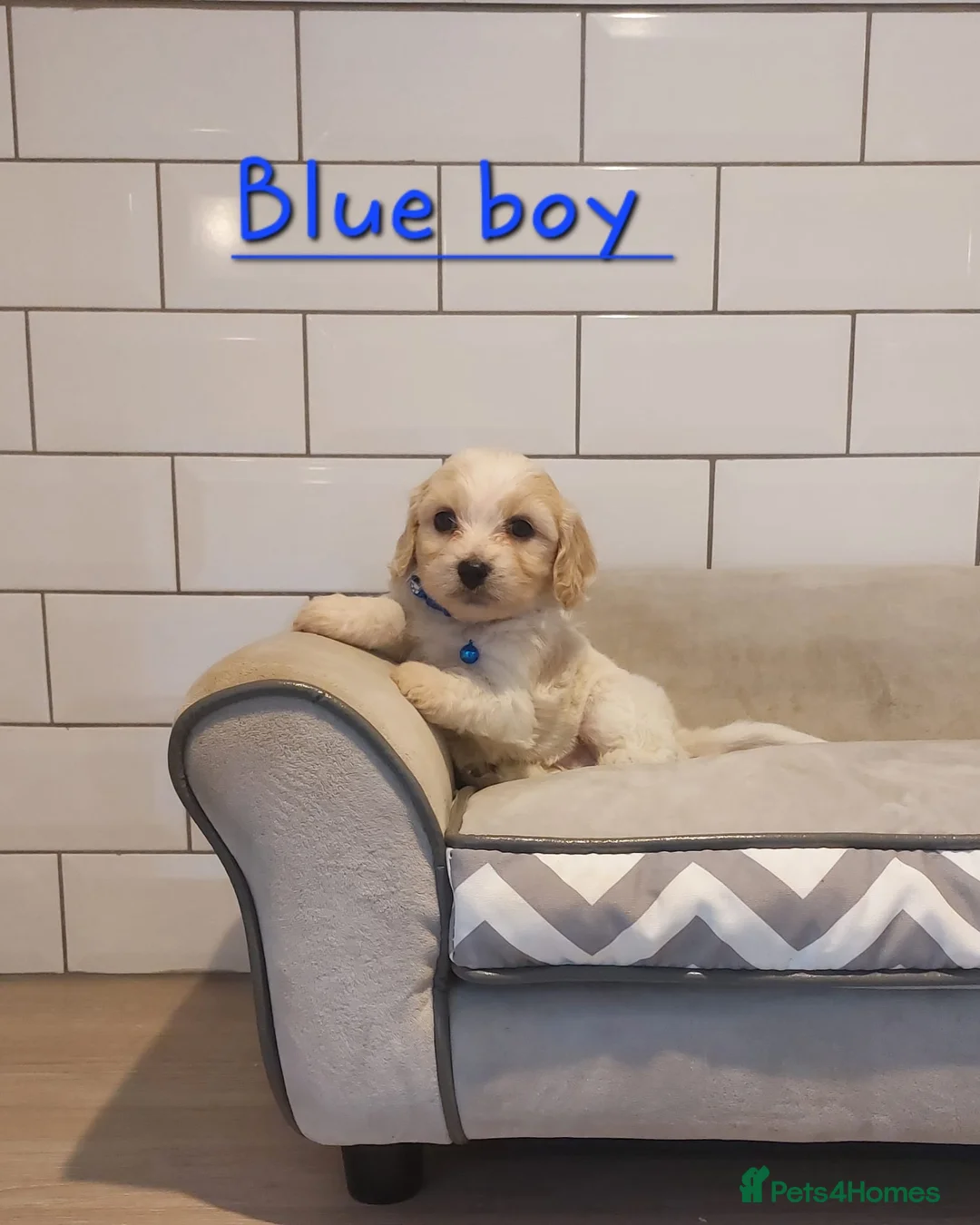 Cavachon dogs for sale: Beautiful Cavachon puppies 💕 - Advert 14