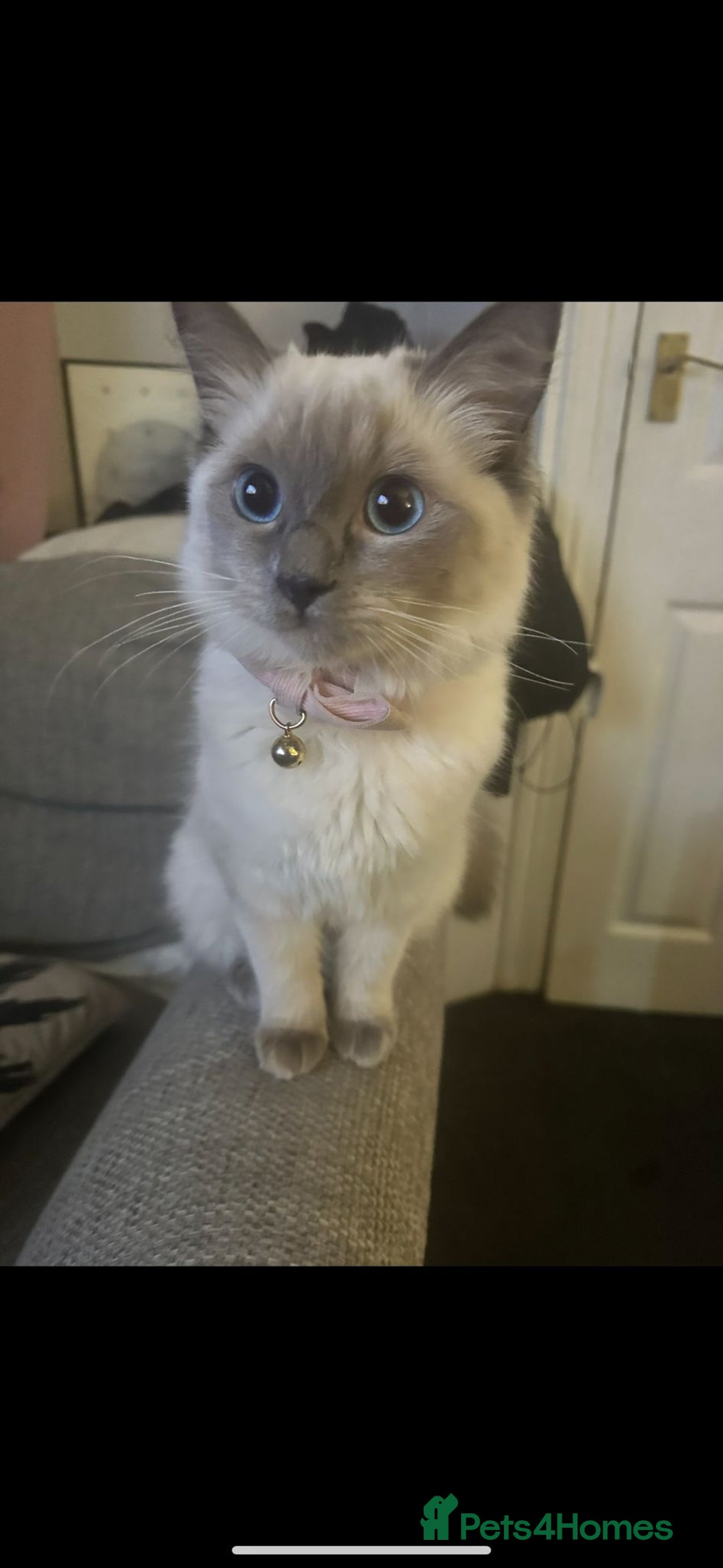 Ragdoll cats for sale: Ragdoll kittens for sale - Image 9