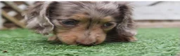Miniature Dachshund dogs for sale: ✨MINI DACHSHUND LONG HAIR ✨👑 KC 👑 - Advert 7
