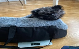 Pomeranian dogs for stud: Very rare merle pomeranian for stud duties - Image 14