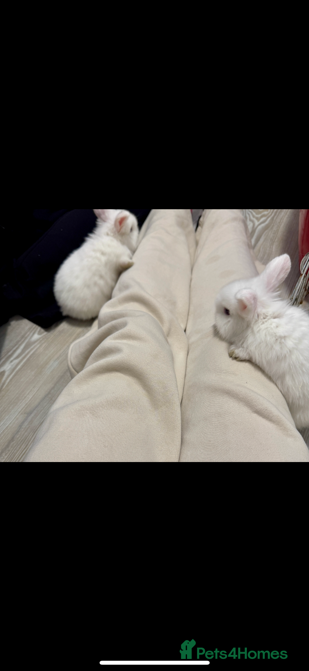 Mini Lop rabbits for sale: Mixed Mini Lops - Advert 5