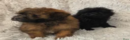Toy Poodle dogs for sale: KC REGISTERED TOY POODLES FULLY HEALTH TESTED  - Advert 13
