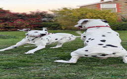Dalmatian dogs for sale: Dalmatian puppies  - Image 17