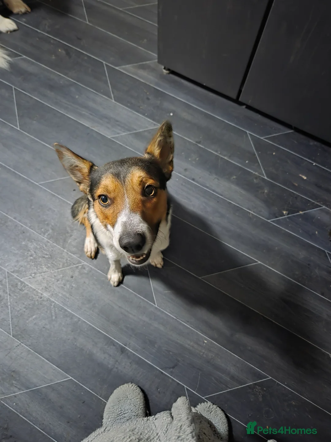 Border Collie dogs for sale: Tri colour border collie in Chesterfield - Advert 6