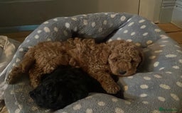 Maltipoo dogs for sale: Maltipoo pups ready to go around 22nd December - Advert 8