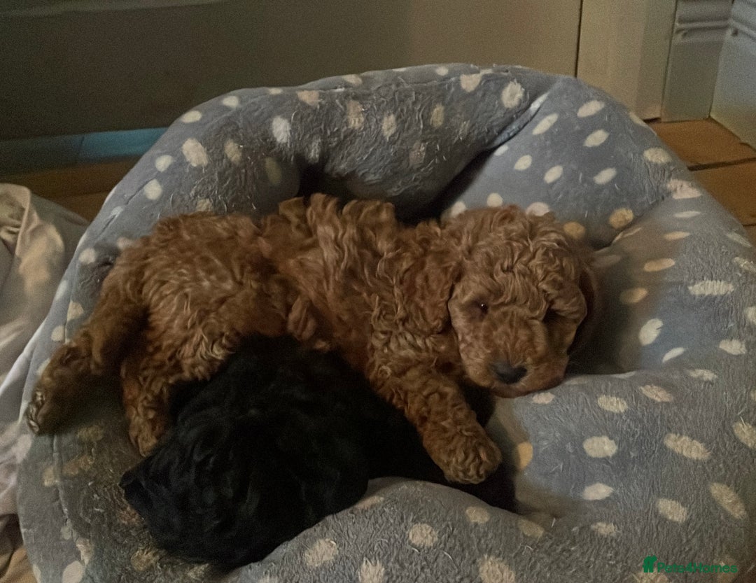 Maltipoo dogs for sale: Maltipoo pups ready to go around 22nd December - Advert 8