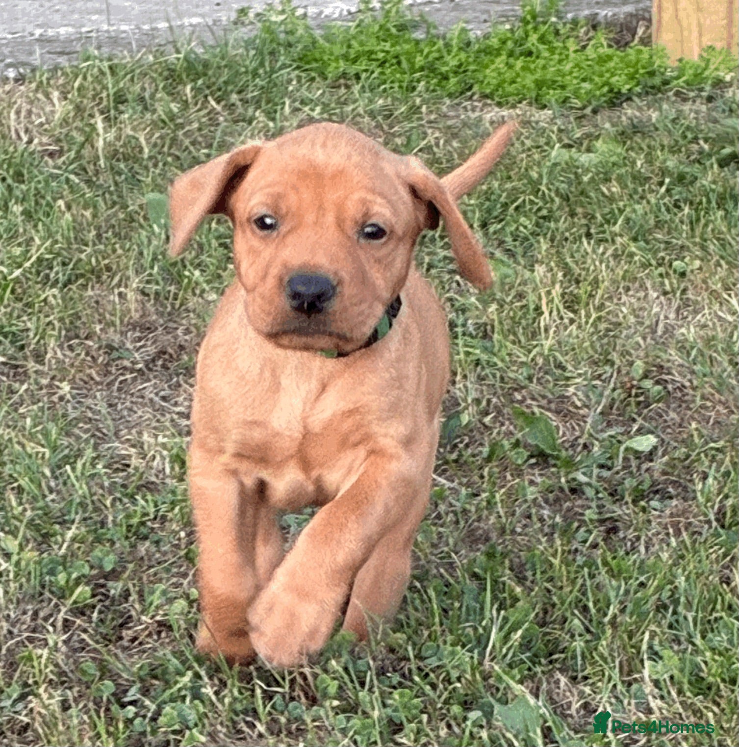 Mixed Breed dogs F1 Labrador x Vizsla Puppies - Advert 1