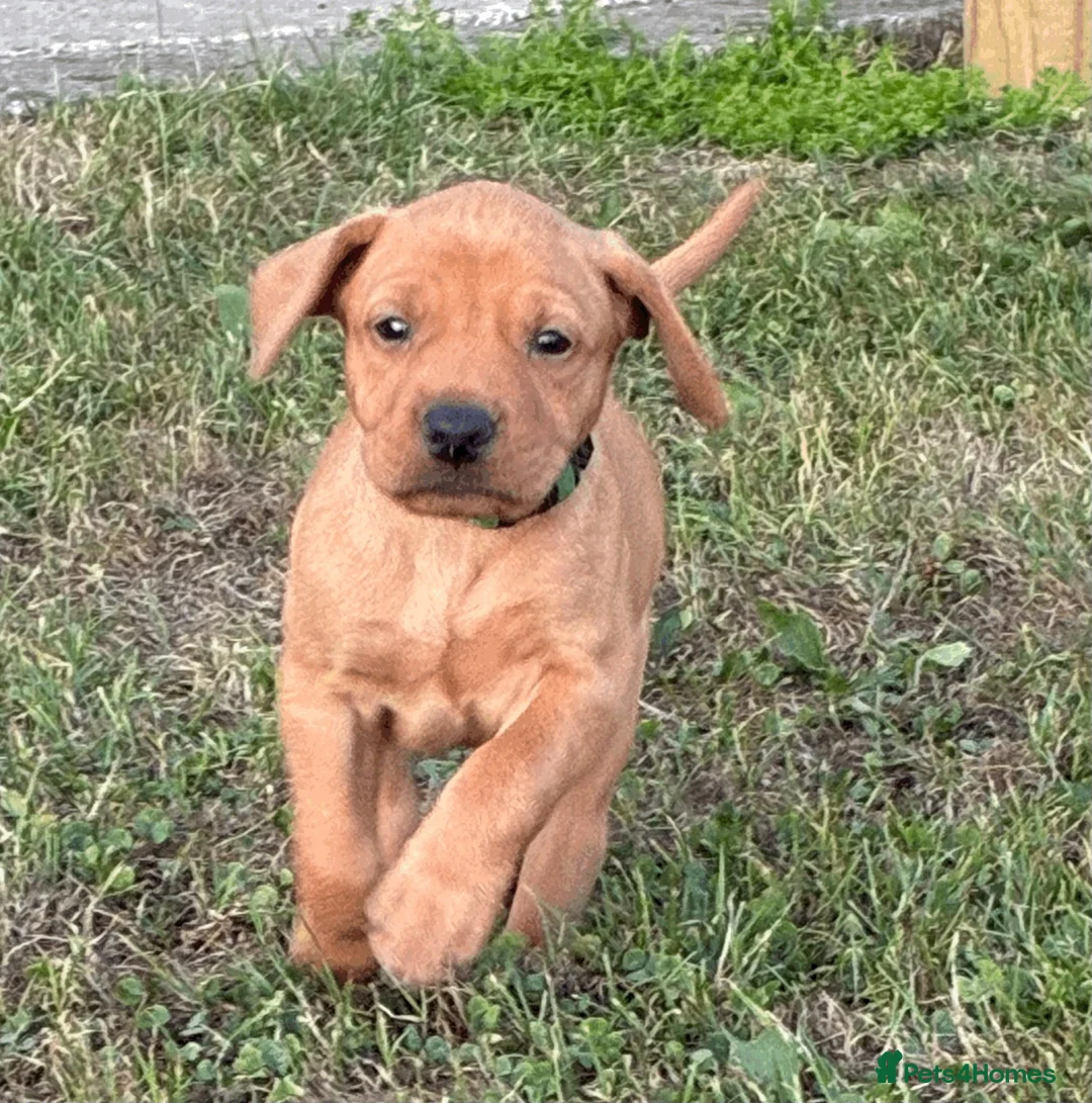Mixed Breed dogs for sale: F1 Labrador x Vizsla Puppies - Advert 1