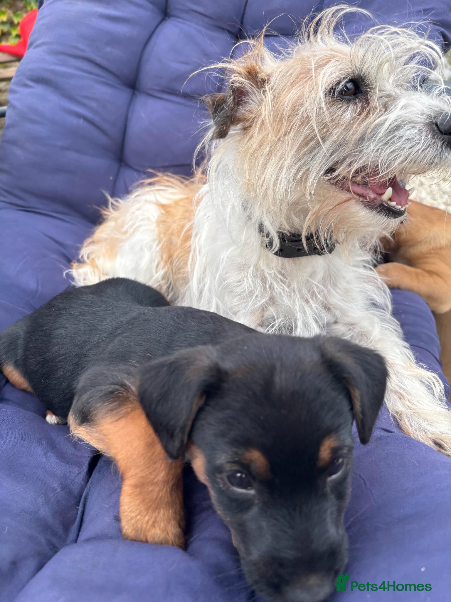 Jack Russell dogs Black and Tan Jack Russell pups - Advert 2