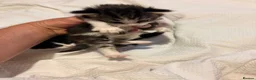 Mixed Breed cats for sale: Ragdoll cross tabby kittens ready in 3 weeks  - Advert 6