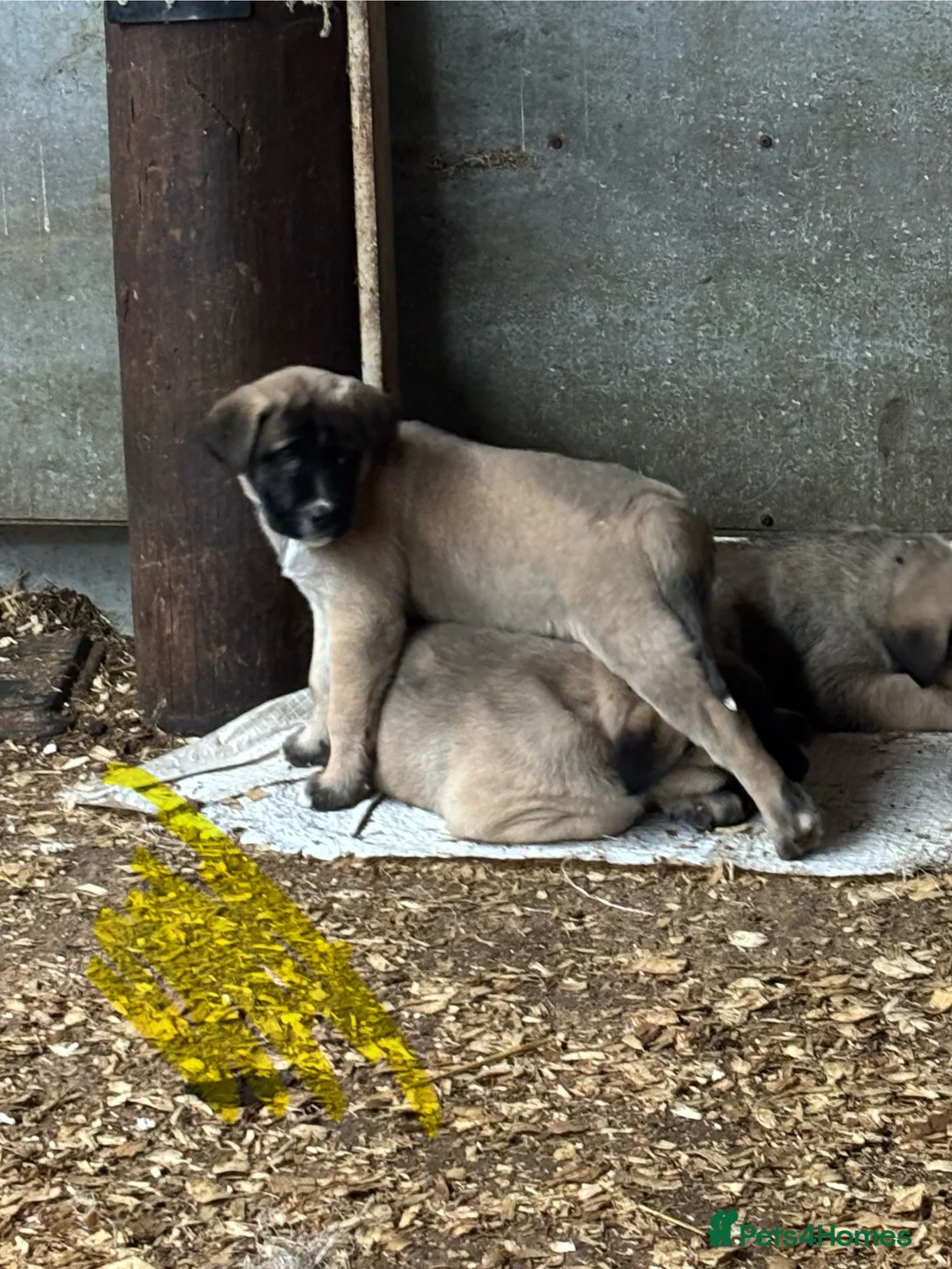 Anatolian Shepherd dogs for sale: Beautiful litter 5 girls left  - Advert 29