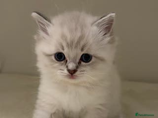 Ragdoll cats One boy left. Stunning Litter of Ragdoll Kittens - Advert 16