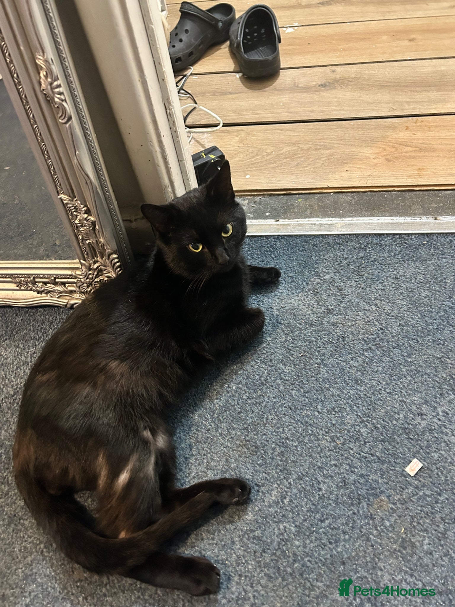 Mixed Breed cats Two male black cats - Advert 3