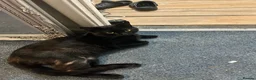 Mixed Breed cats for sale: Two male black cats - Advert 1