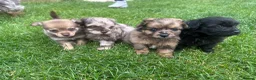Mixed Breed dogs for sale: Adorable Doxiepoo x Pomeranian Puppies - Advert 3