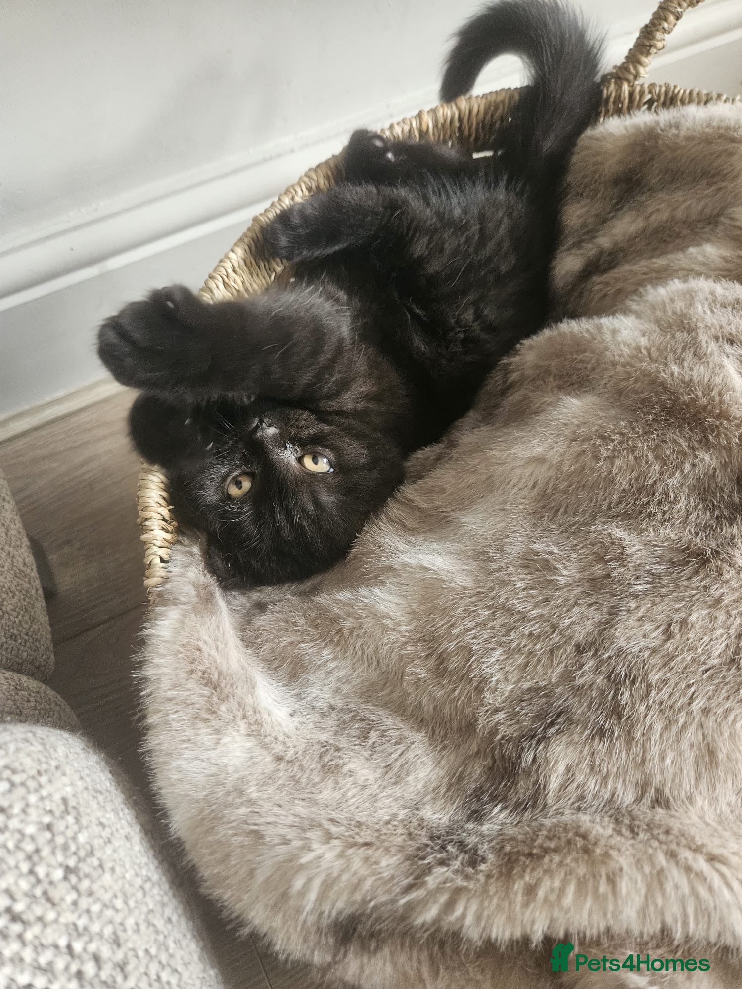 British Shorthair cats Black British shorthair  - Advert 11