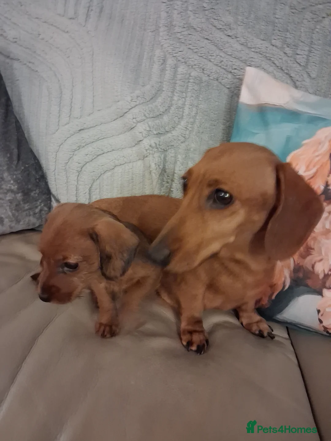 Doxiepoo dogs for sale: Doxipoo in Swadlincote - Advert 2