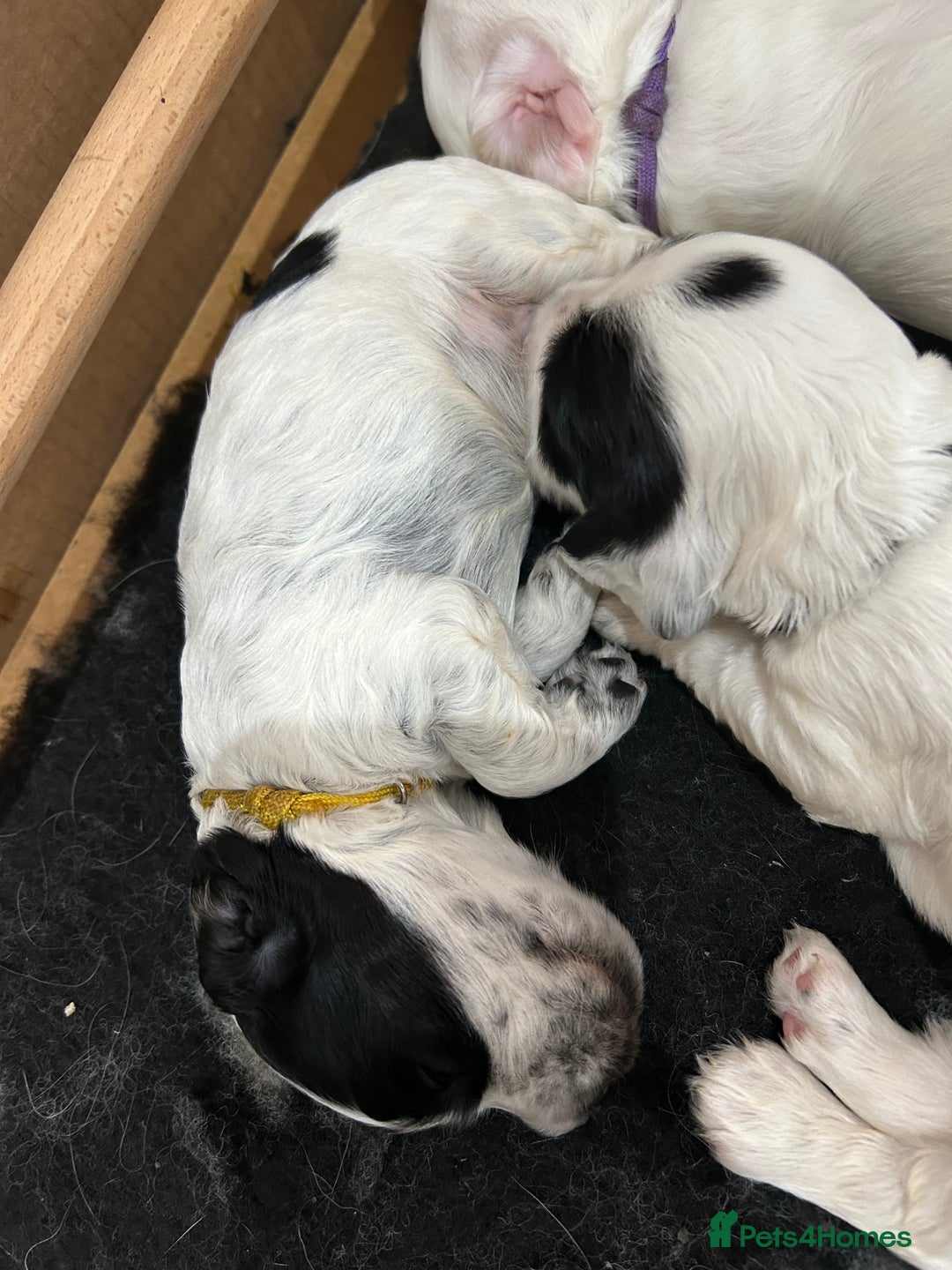 Cocker Spaniel dogs for sale: Cocker Spaniel Pups – From Champion Bloodlines - Image 9