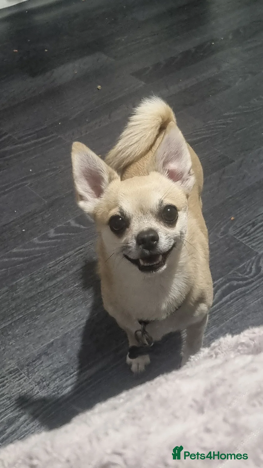 Chihuahua dogs for sale: Dog for sale  - Advert 3