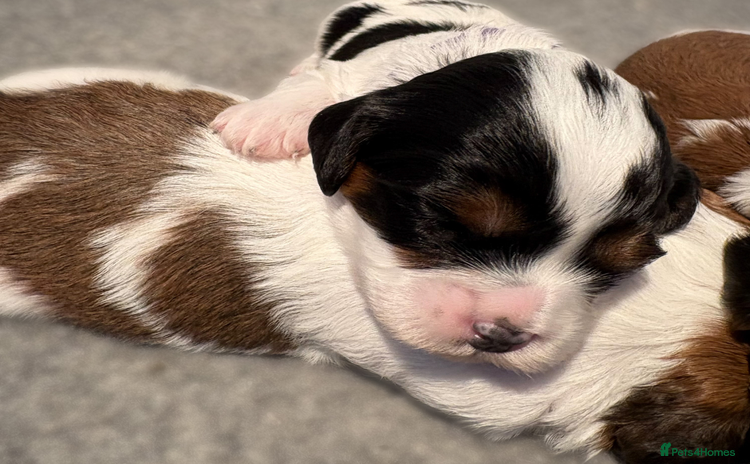 Cavapoo dogs - Advert 8
