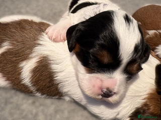 Cavapoo dogs - Advert 5