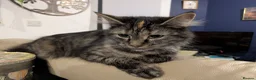 Mixed Breed cats for sale: Bonded pair;lovely;friendly female 1/2 Siberian - Advert 4
