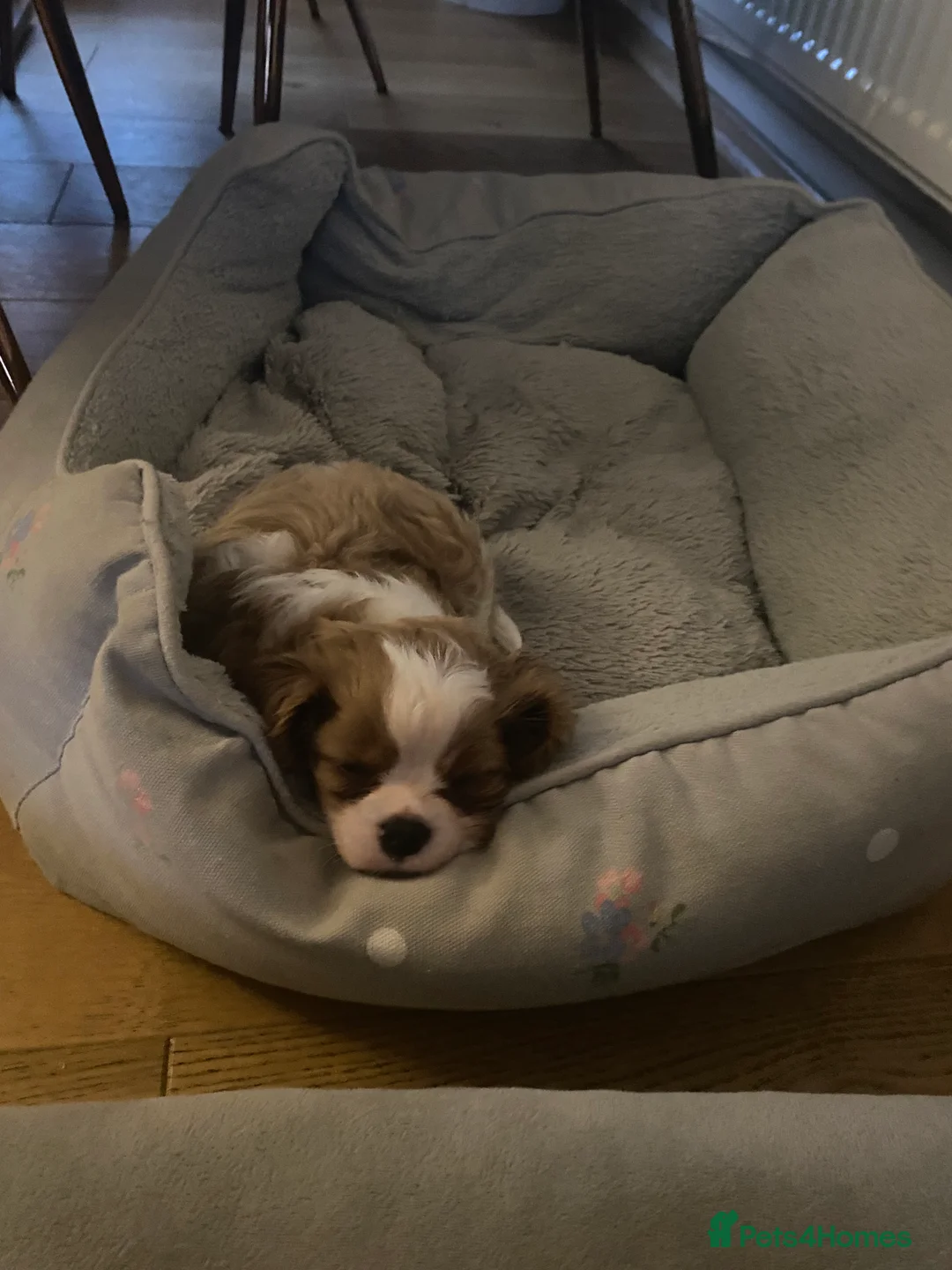 Cavalier King Charles Spaniel dogs for sale: Cavalier King Charles Spaniel boy - Advert 5