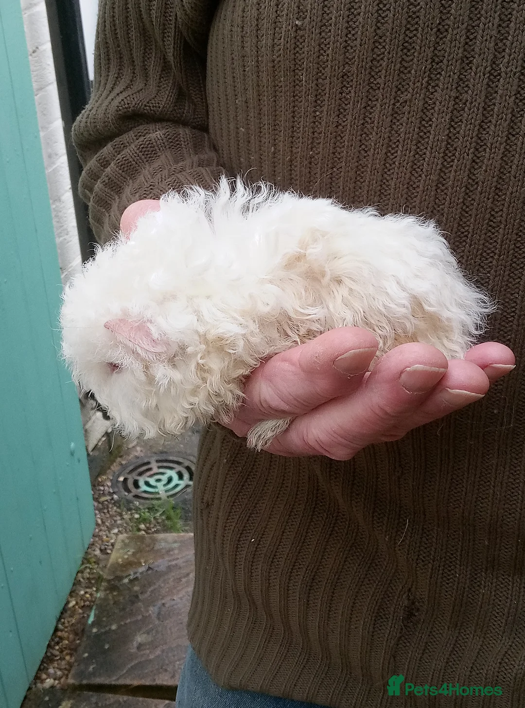 Guinea Pig rodents for sale: Long coated male guinea pigs  - Advert 3