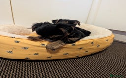 Yorkshire Terrier dogs for sale: Adorable Yorkshire terrier puppies available  - Image 19