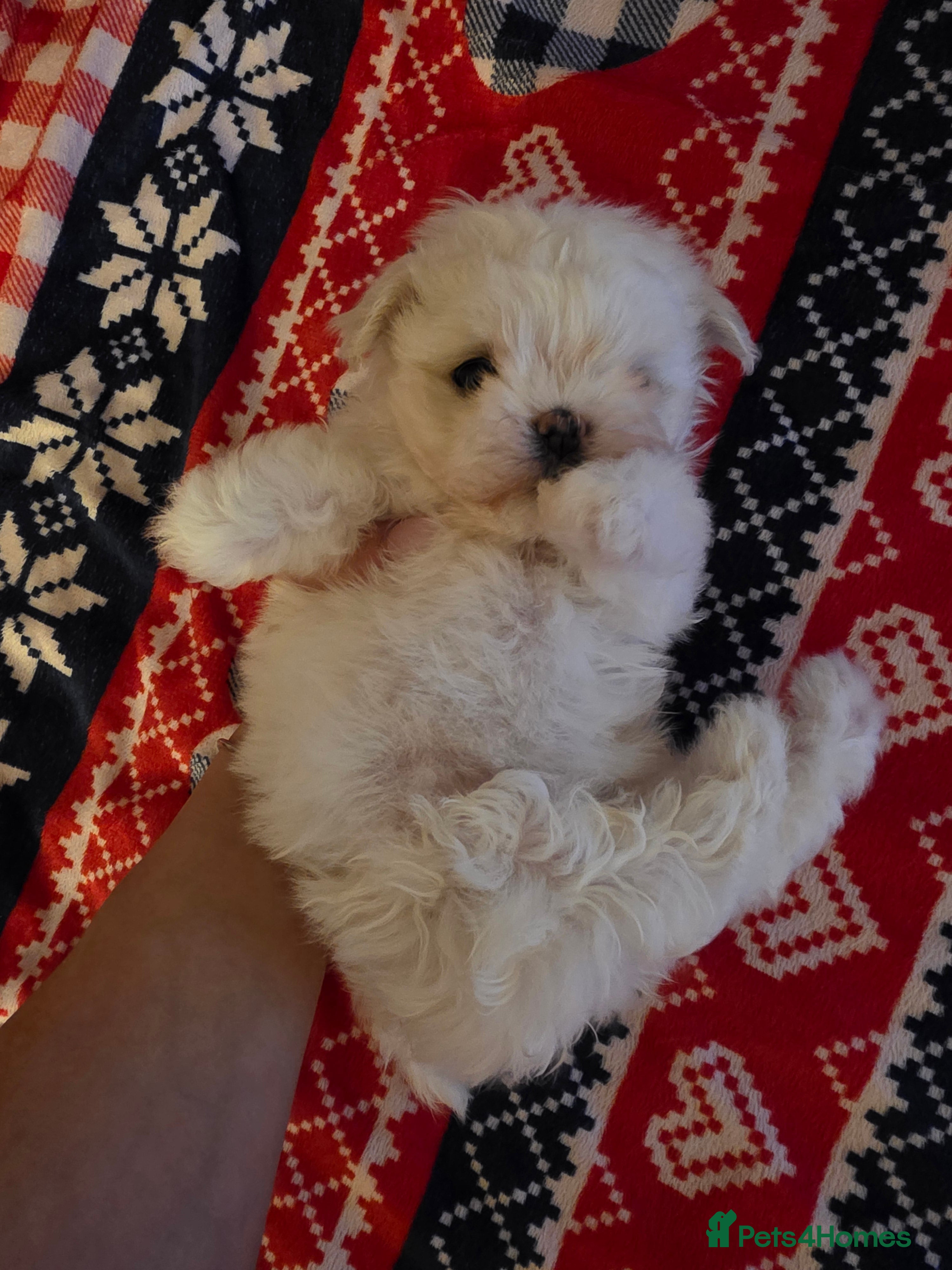 Maltese dogs Tiny Korean maltese - Advert 4