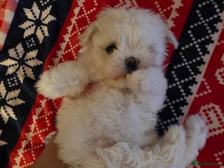 Maltese dogs Tiny Korean maltese - Advert 12