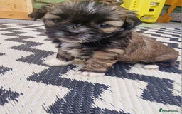 Shih Tzu dogs for sale: wonderful puppies  - Image 4
