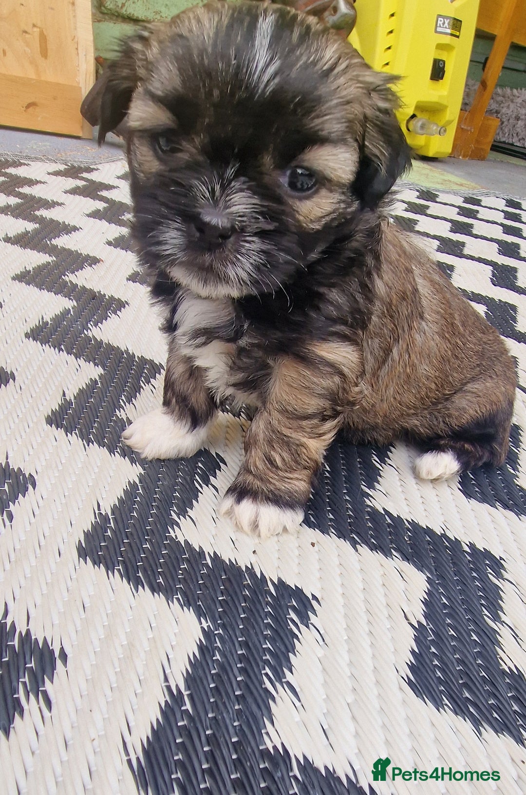 Shih Tzu dogs for sale: wonderful puppies  - Image 4