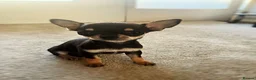 Chihuahua dogs for sale: brown and tanned full bread chihuahua puppys - Advert 8