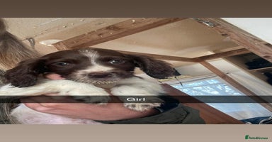 Cocker Spaniel dogs - Advert 1