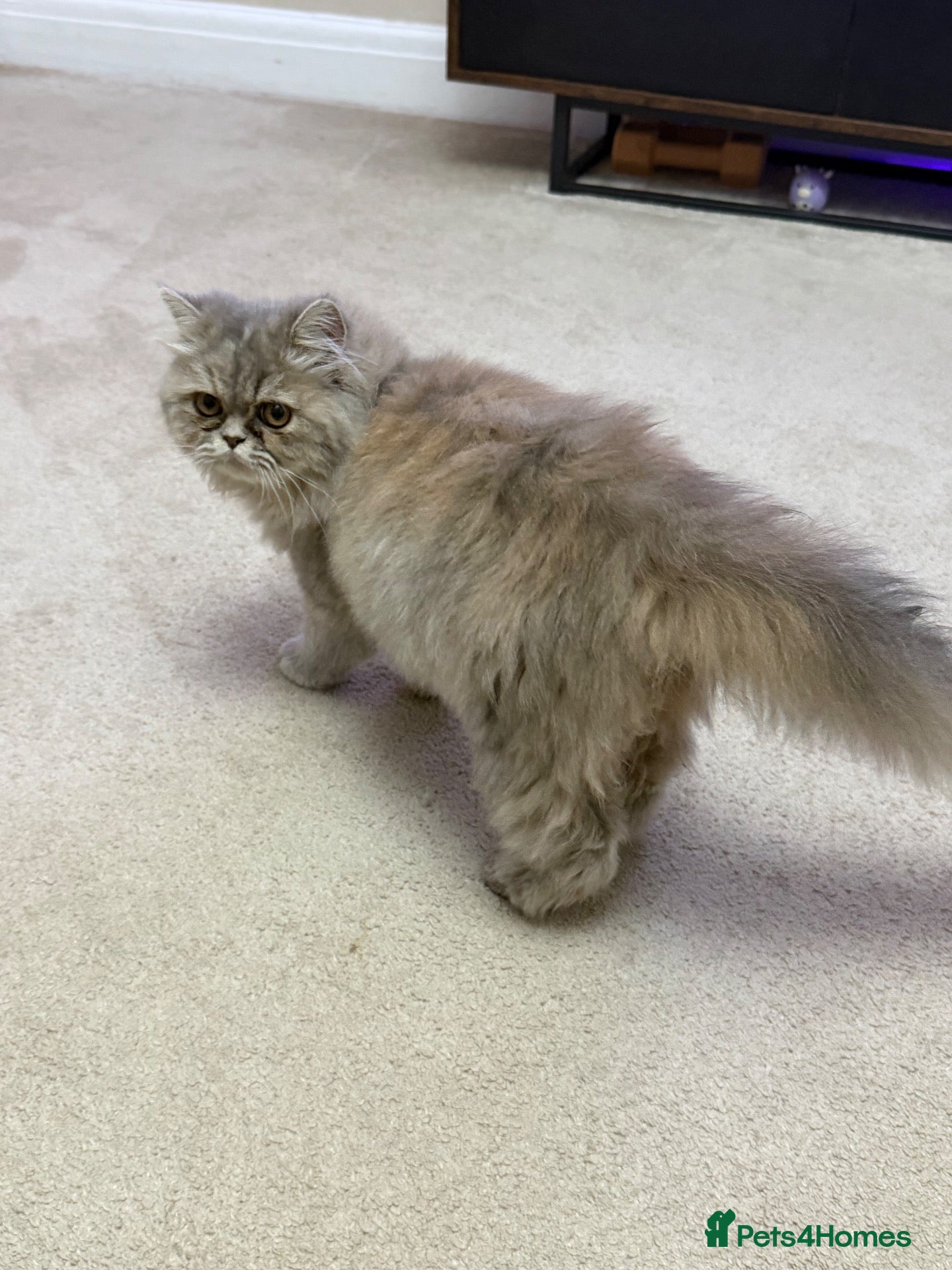 Persian cats for sale: Beautiful Pure Persian  - Advert 14