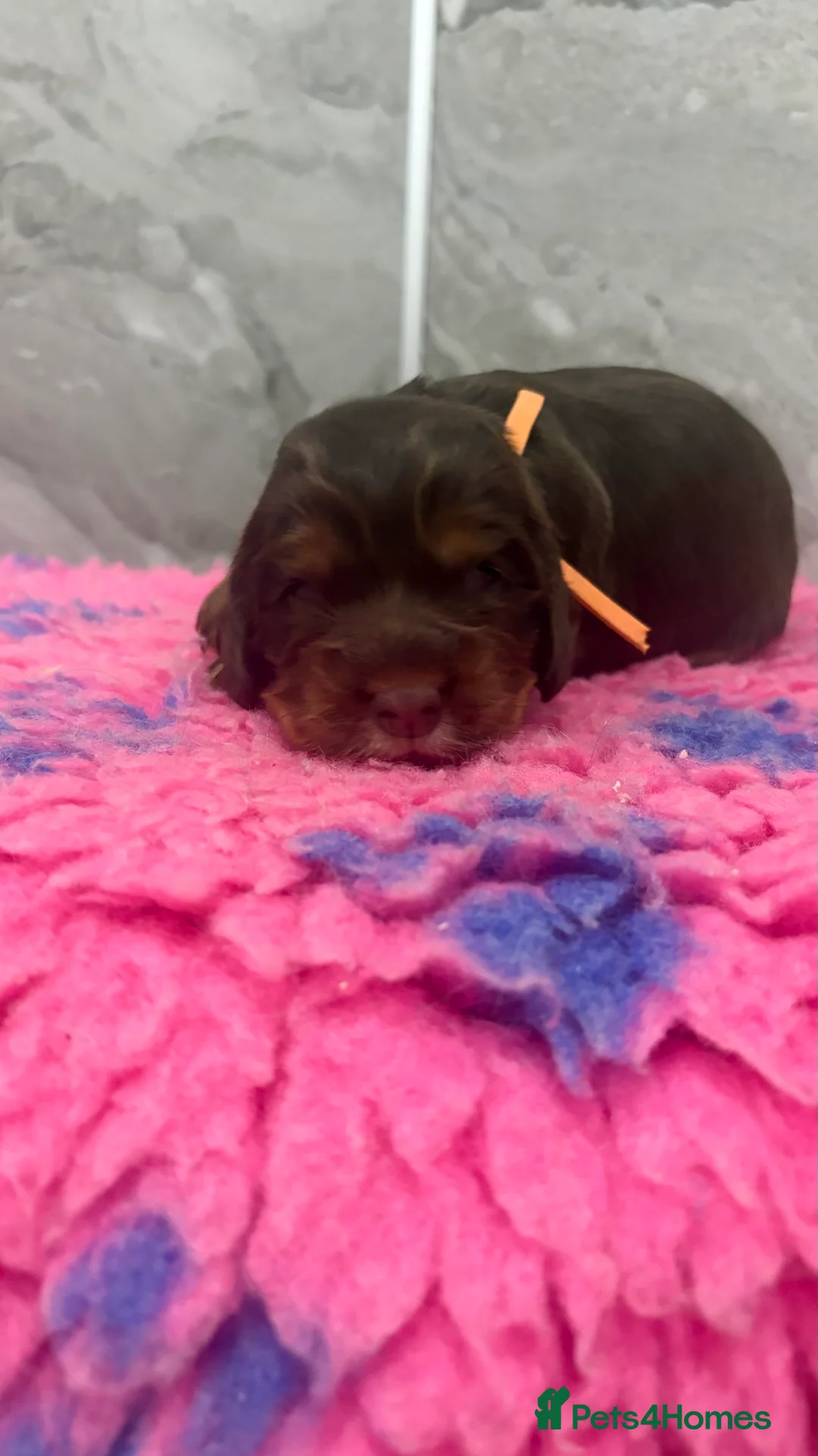 Cocker Spaniel dogs for sale: Beautiful DNA tested Show Cocker Spaniels - Advert 9