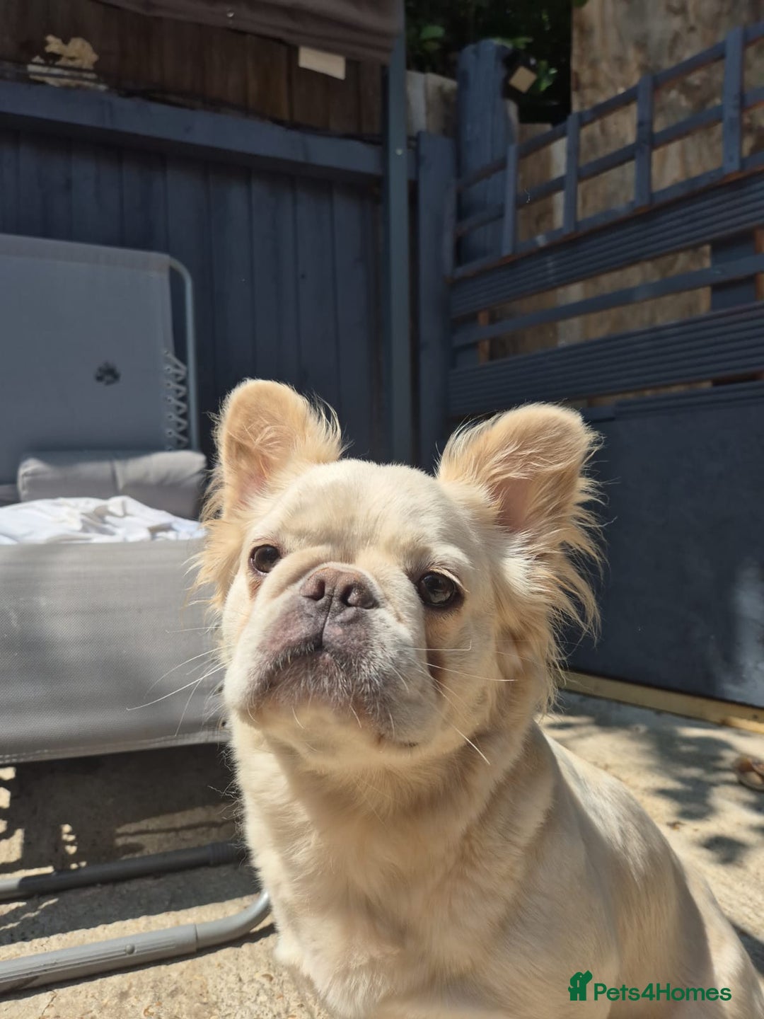 French Bulldog dogs for sale: Quality 5star🌟full visual fluffy French bulldogs  - Image 11