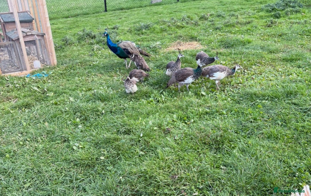 Mixed Breed birds for sale: Peacocks and peas hens for sale - Advert 2