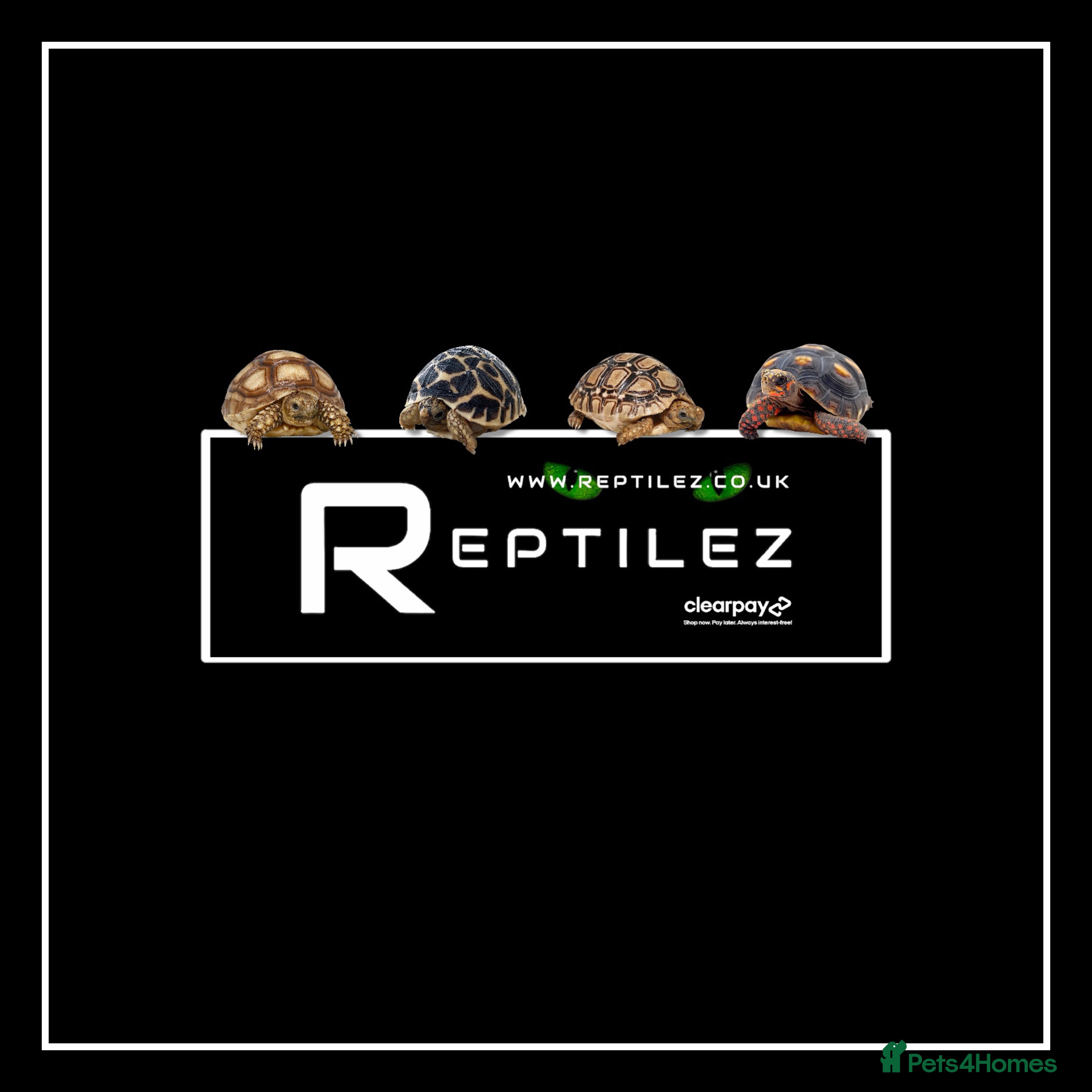 Tortoise reptiles TORTOISE BABIES - Advert 3