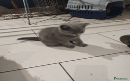 British Shorthair cats for sale: 4x British Shorthair vaccinated, microchipped. - Image 5