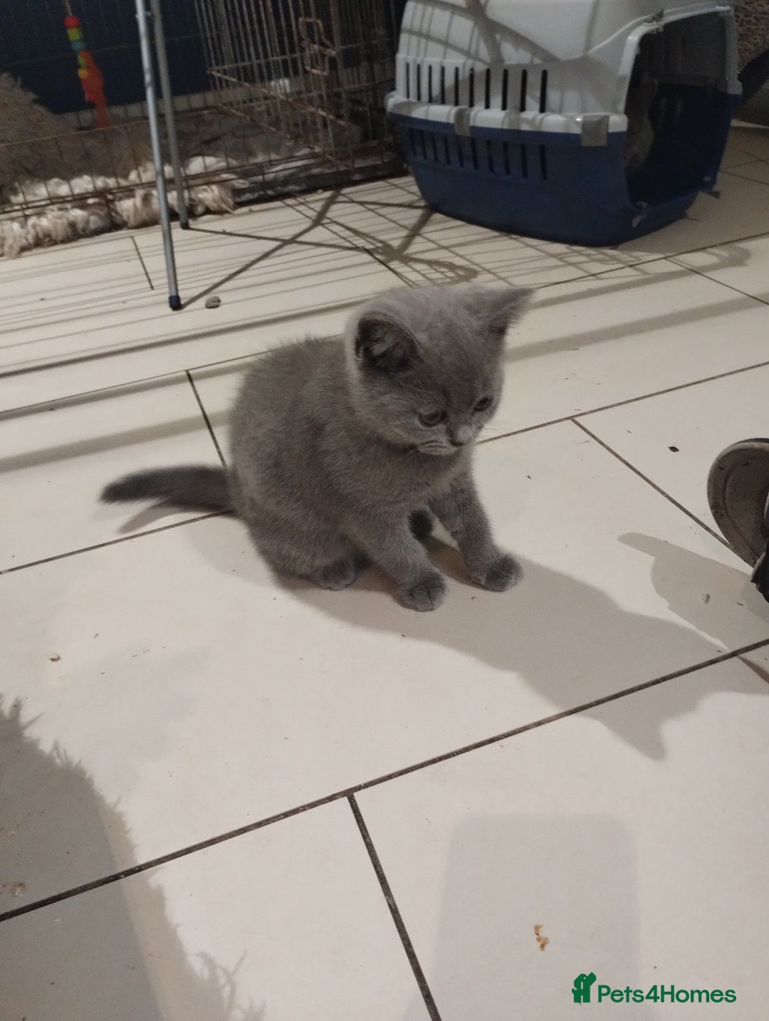 British Shorthair cats for sale: 4x British Shorthair vaccinated, microchipped. - Image 5